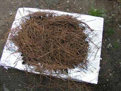 recette de l'éclade : recouvrir d'aiguilles de pin