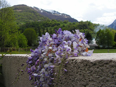 Photo de la glycine avant cuisson