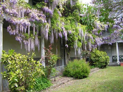 Photo d'une jolie glycine