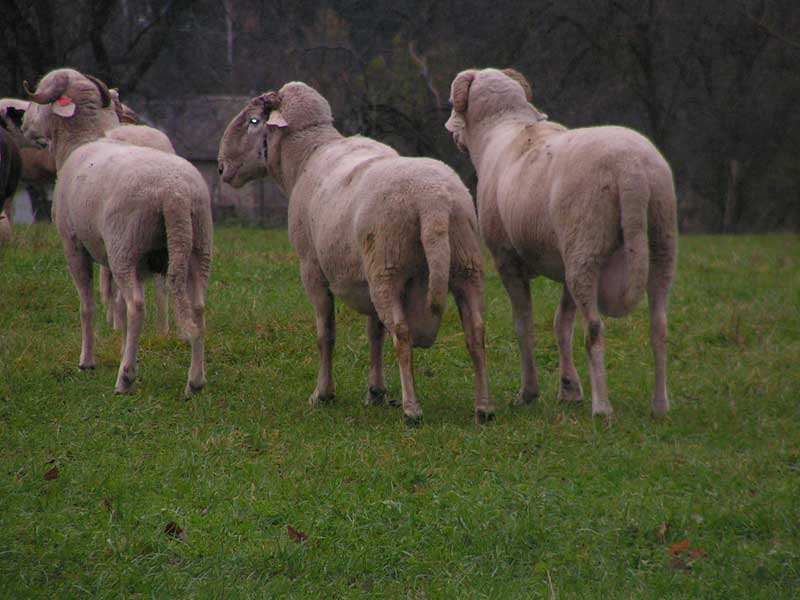 Photo de béliers dans la vallée de Luz saint Sauveur(avec de très belles animelles)