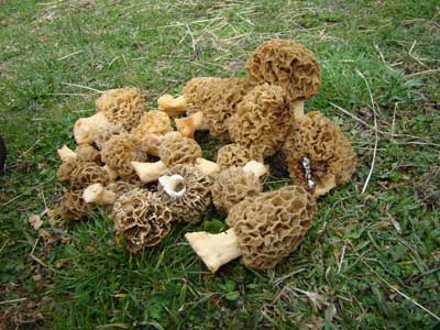 morilles pour farcir 