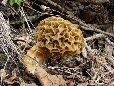 belle morille pour la recette des Morilles farcies à l'agneau de lait.