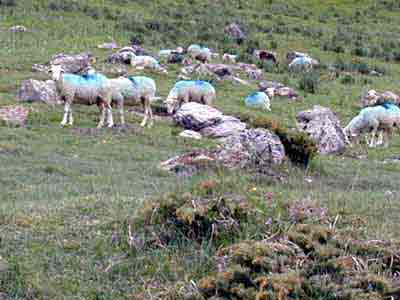 Moutons dans la vallée de Luz saint Sauveur.