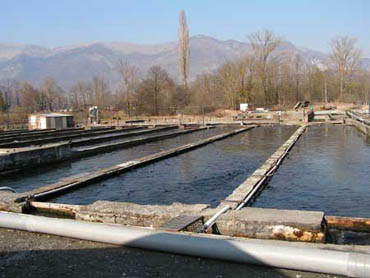 Photo des bassins d'élevage des truites à Lau Balagnas.